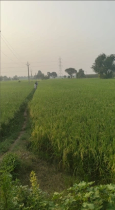 Pali, Rajasthan 306401, India - Photo 3