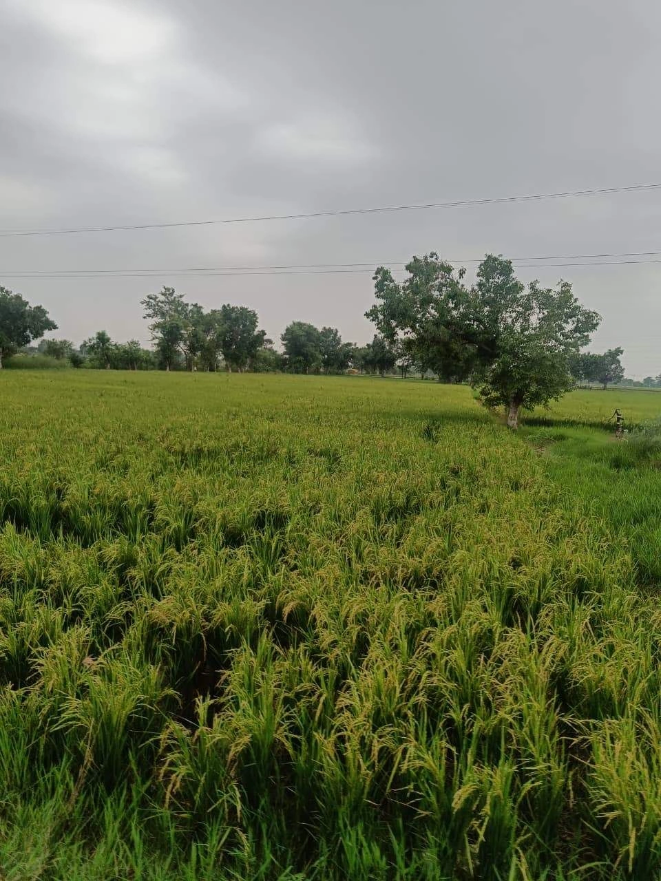 Bukharari, Mathura, Uttar Pradesh, India preview 2