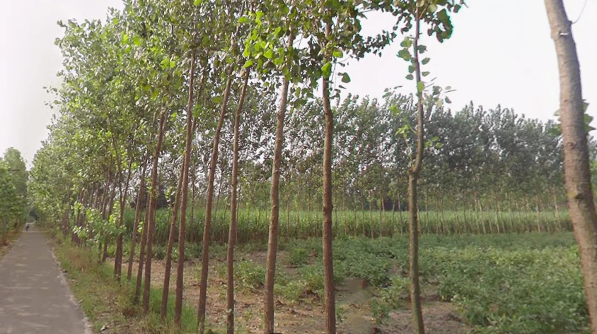 Satpura, Uttar Pradesh 247129, India