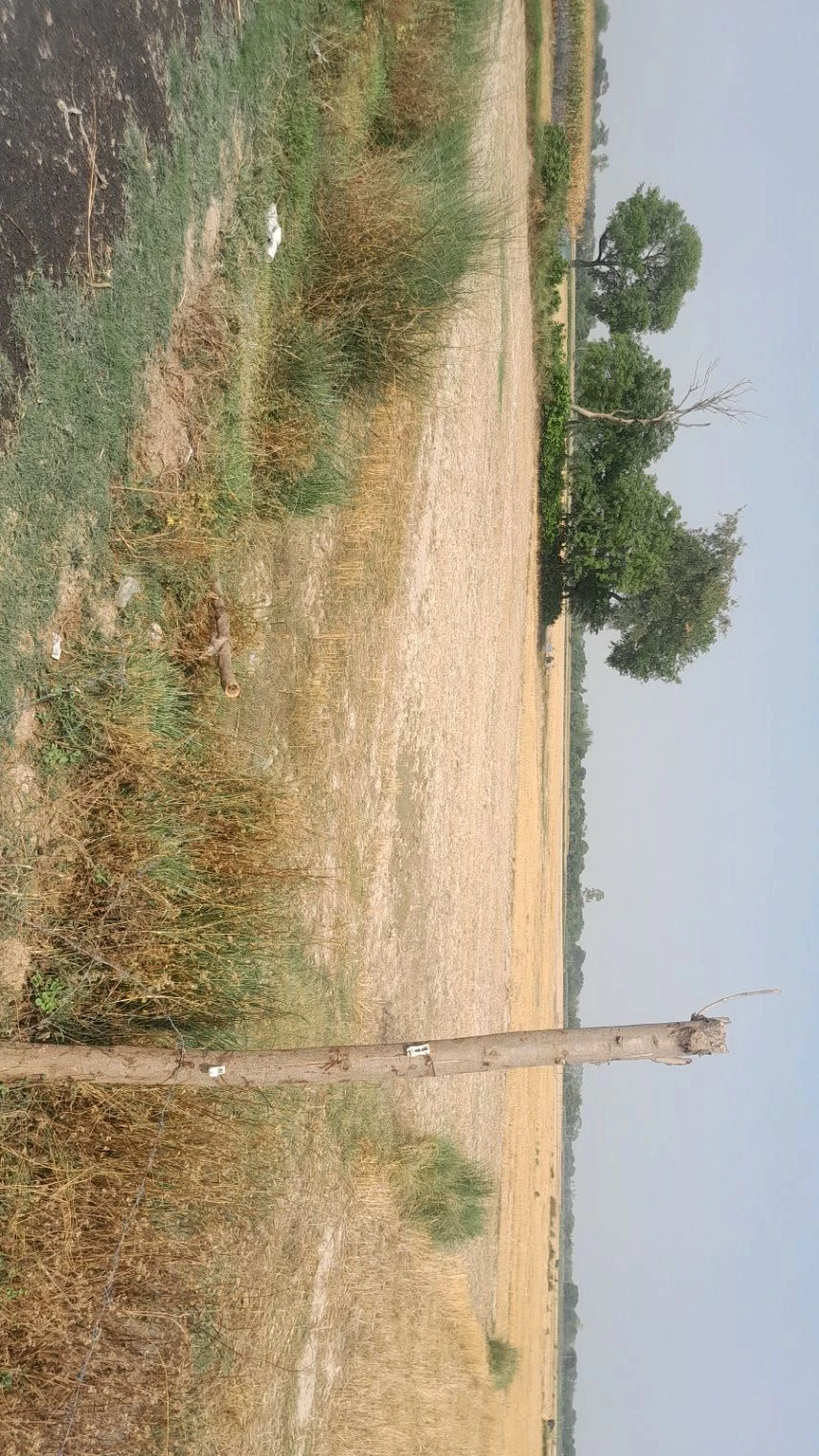 P595+VJ Khanpur Masodha, Uttar Pradesh, India