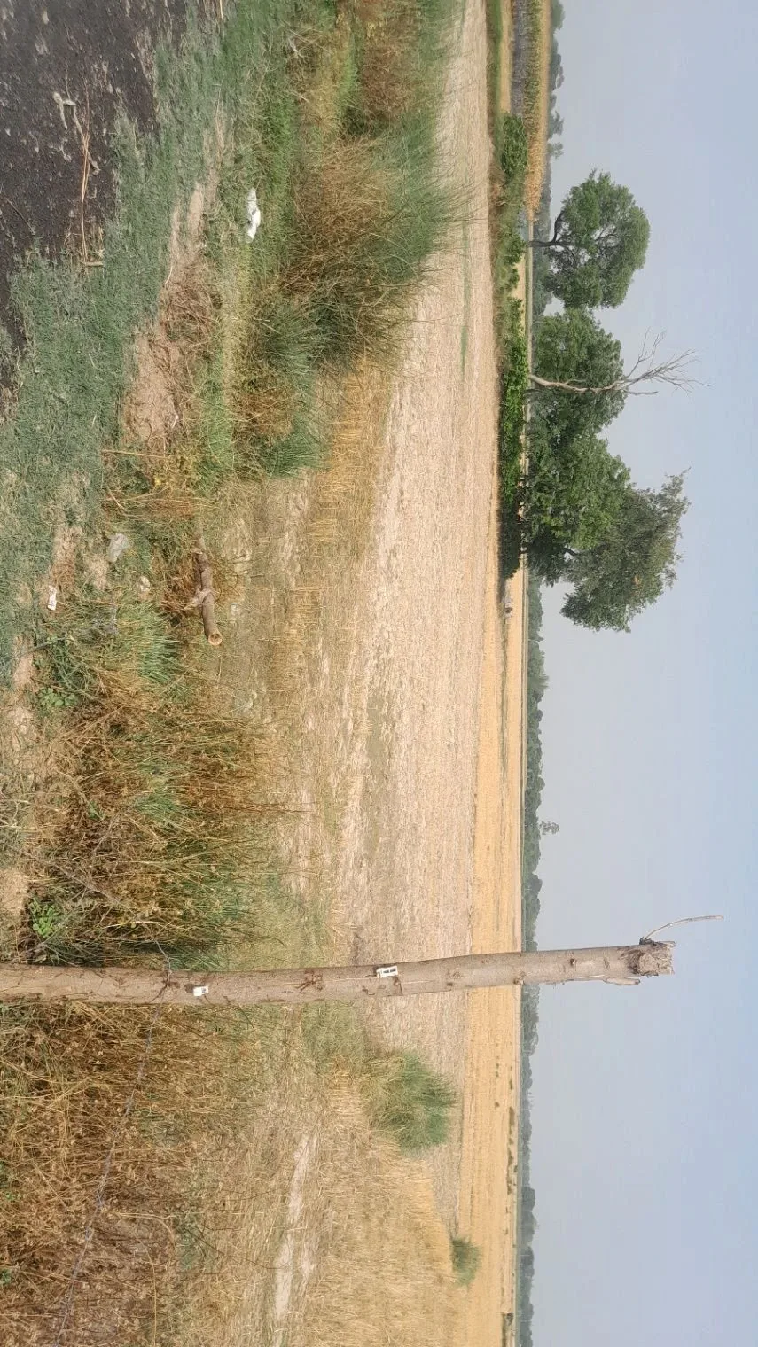 P595+VJ Khanpur Masodha, Uttar Pradesh, India
