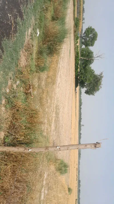 P595+VJ Khanpur Masodha, Uttar Pradesh, India preview 3