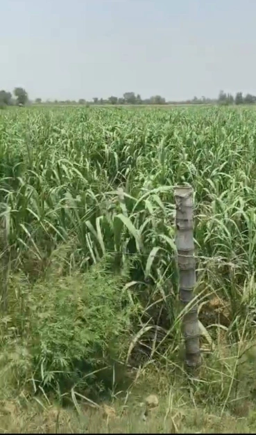 Chunar, Uttar Pradesh 231304, India preview 3