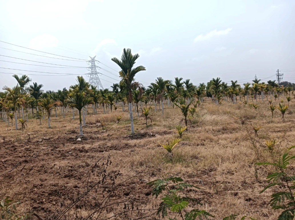 Hiriyur, Karnataka, India