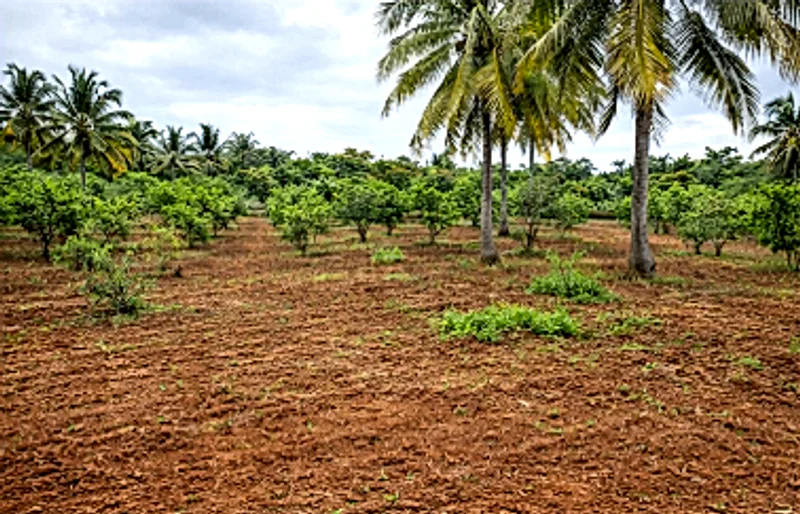 RJ4X+4Q Chennavaram, Andhra Pradesh, India preview 2