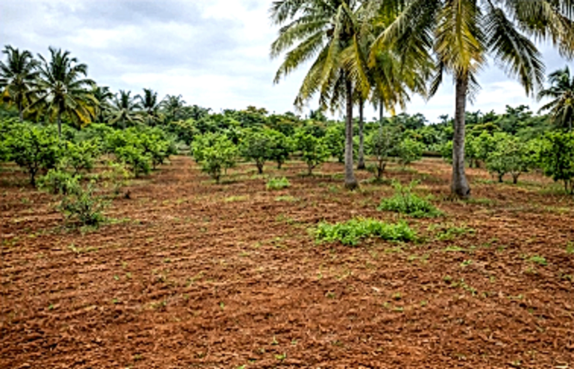 RJ4X+4Q Chennavaram, Andhra Pradesh, India
