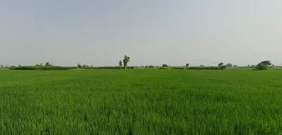 Kathu Nangal, Punjab 143502, India preview 3