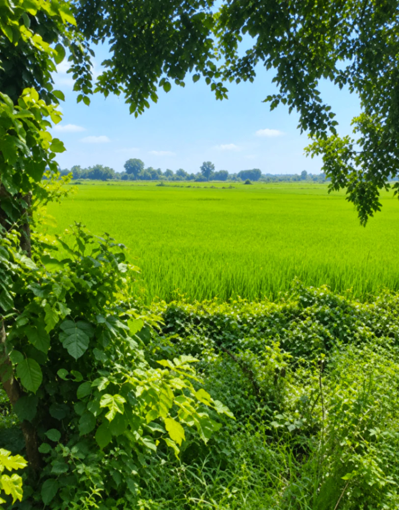 Baitalpur, Deoria, Uttar Pradesh 274201, India