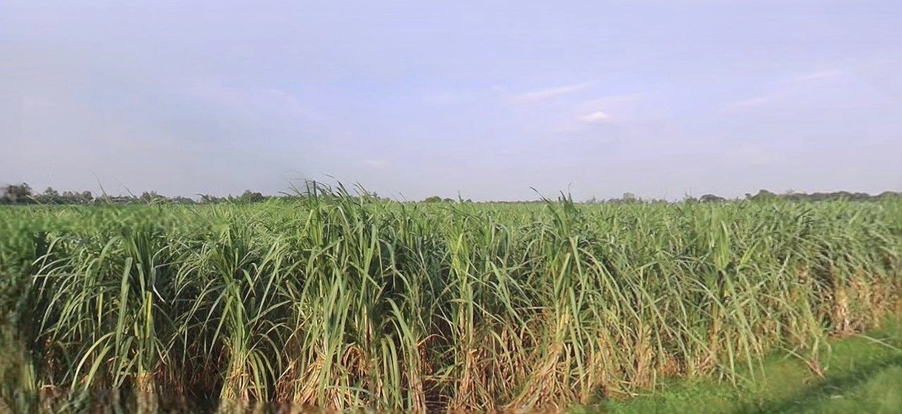 Chhapar, Uttar Pradesh 251307, India