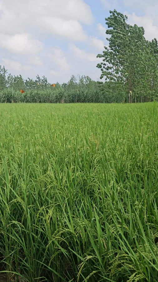 Saharanpur, Uttar Pradesh, India