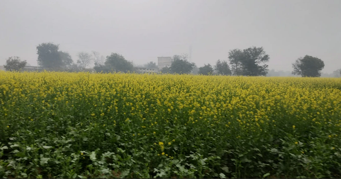 Alawala, Haryana 132036, India