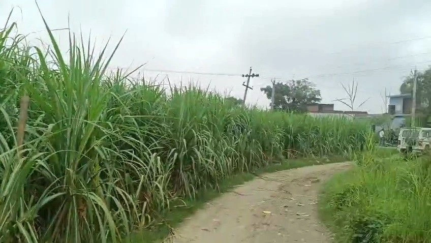 Mawana, Meerut, Uttar Pradesh, India