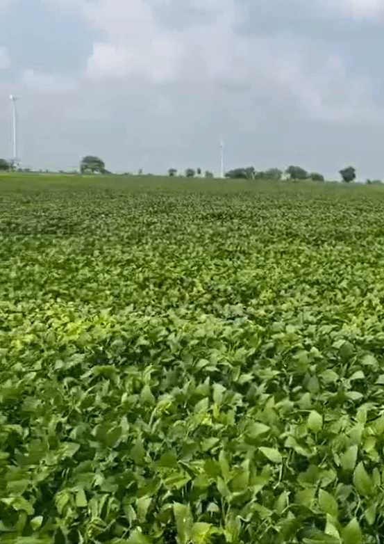 872V+89C, Patiala, Rajgarh, Punjab 147007, India