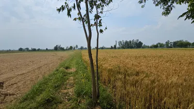 S2, Bhind, Malanpur, Sindhwari, Madhya Pradesh 477117, India preview 3