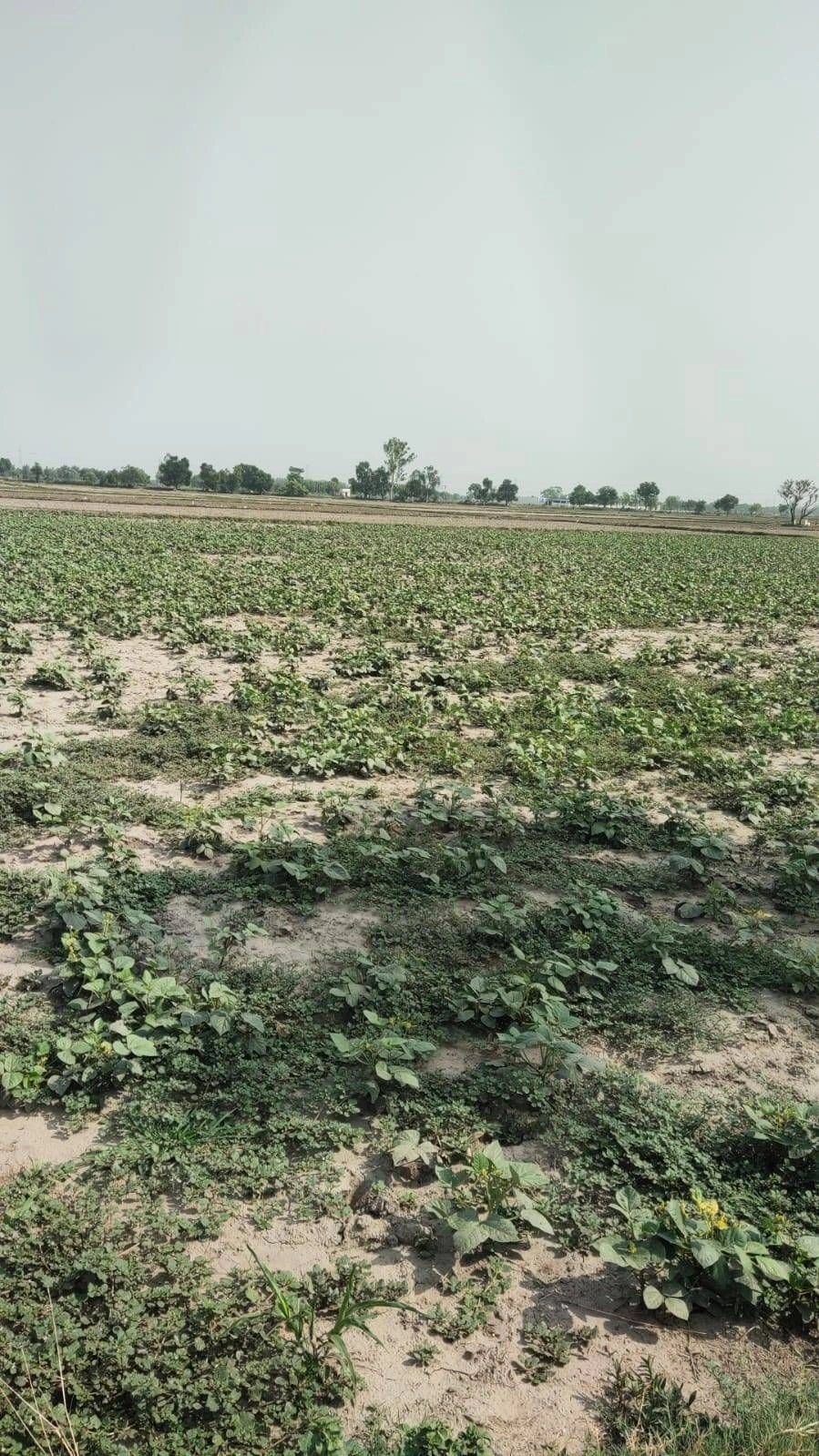 Ajijpur, Uttar Pradesh, India