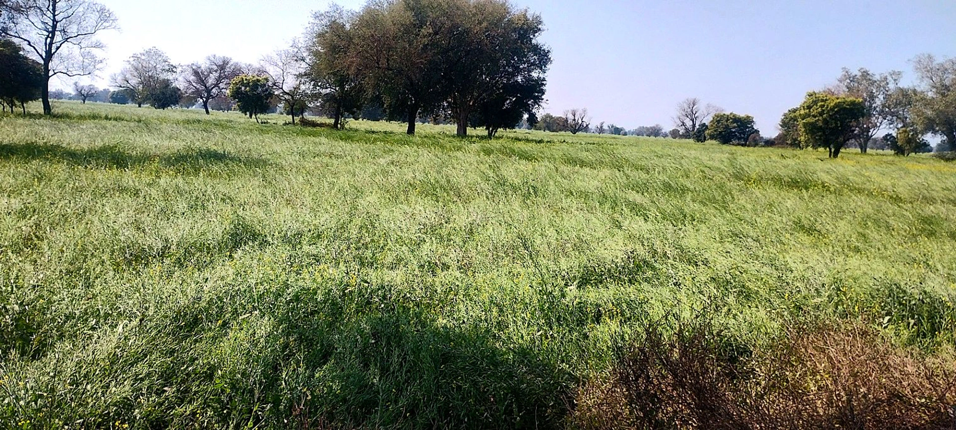 Badka, Rajasthan, India