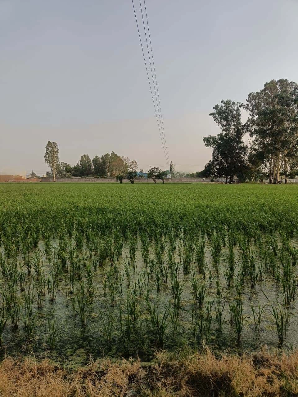 Chandauri, Uttar Pradesh, India