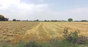 Imaliya, Madhya Pradesh 475661, India preview 3