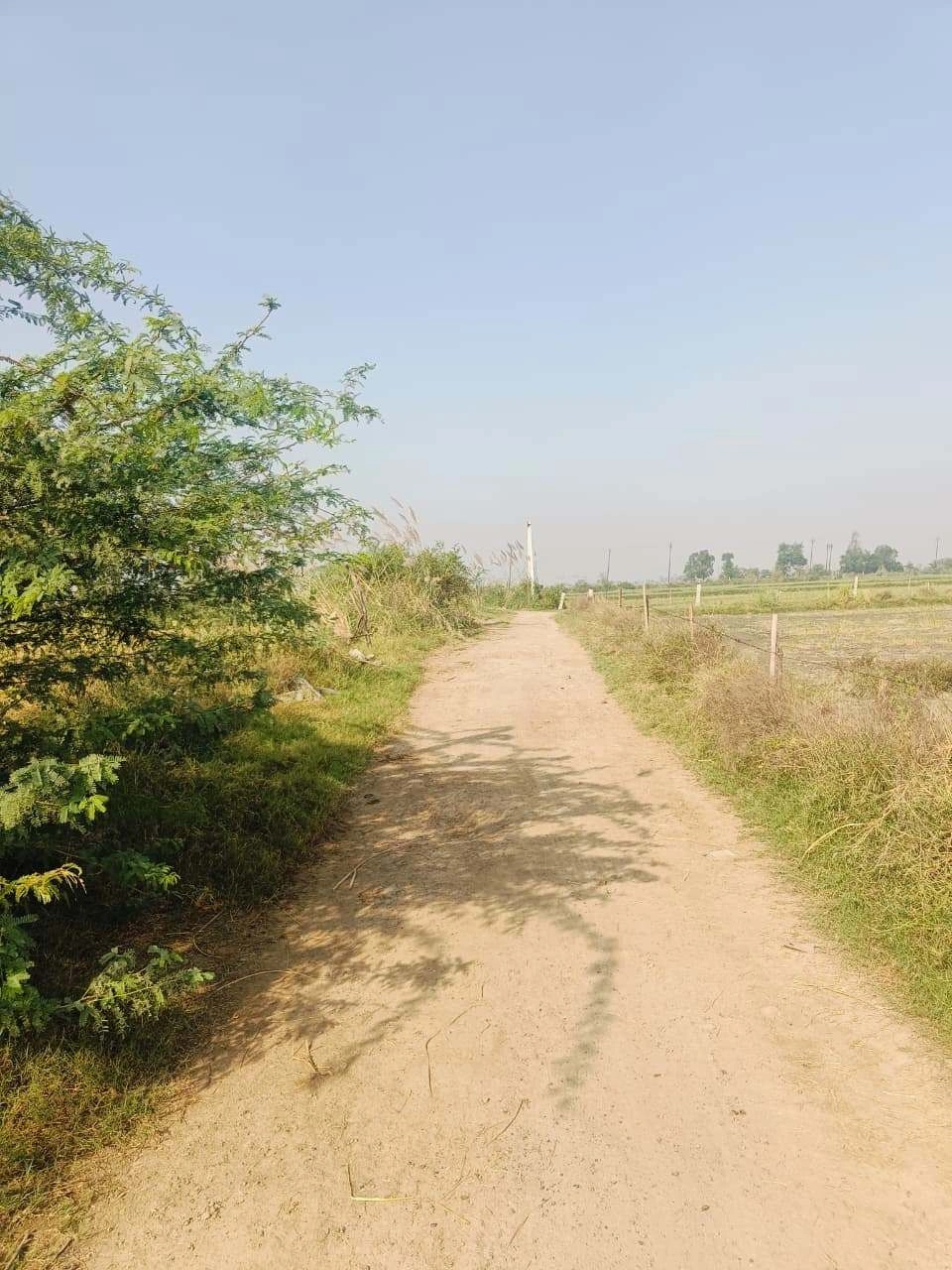 Barhana, Mathura, Uttar Pradesh, India