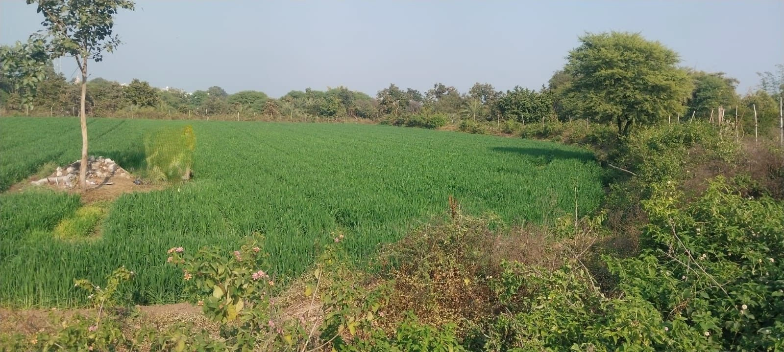 FQMF+55Q, Mandsaur, Khajurna, Madhya Pradesh 458778, India