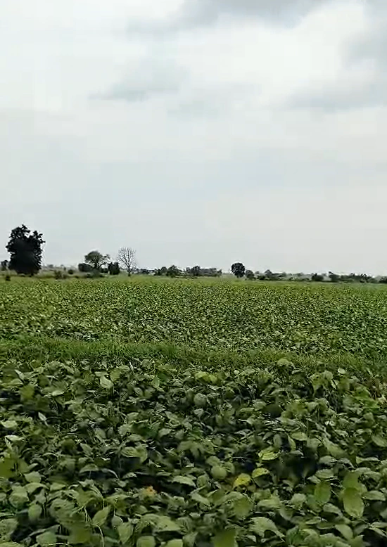 H4J8+W4P, Ratlam, Sada Khedi, Madhya Pradesh 457226, India