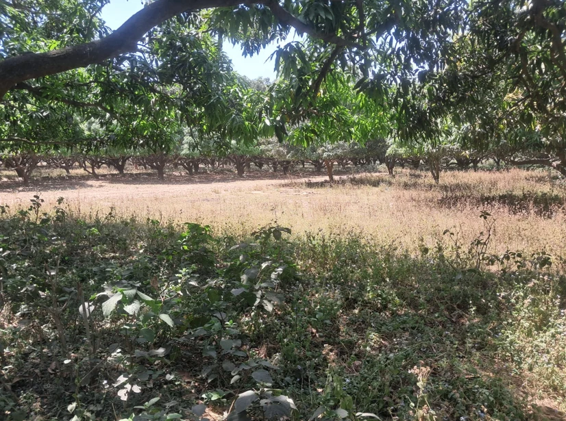 Barnagar, Madhya Pradesh 456771, India