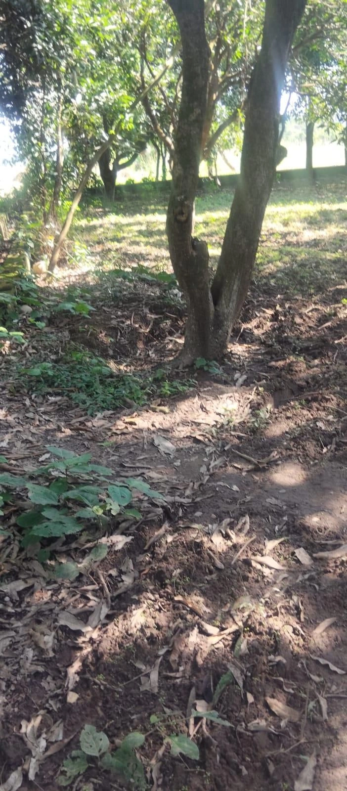 Aduwala, Dehradun, Uttarakhand 248142, India