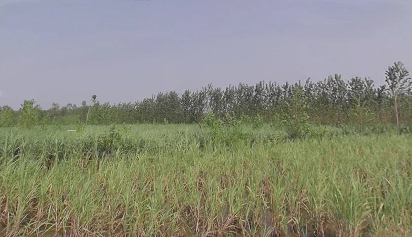 Chalakpur, Uttar Pradesh, India