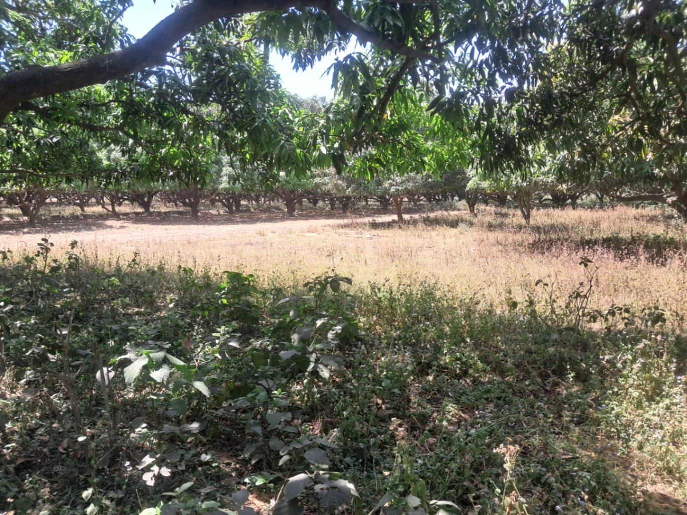 Rajla, Bihar, India