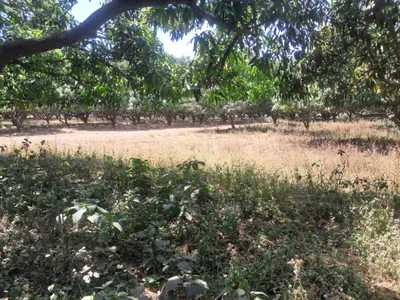Rajla, Bihar, India preview 3