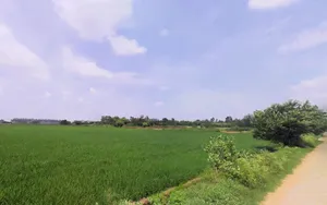 Maina, Haryana, India preview 3