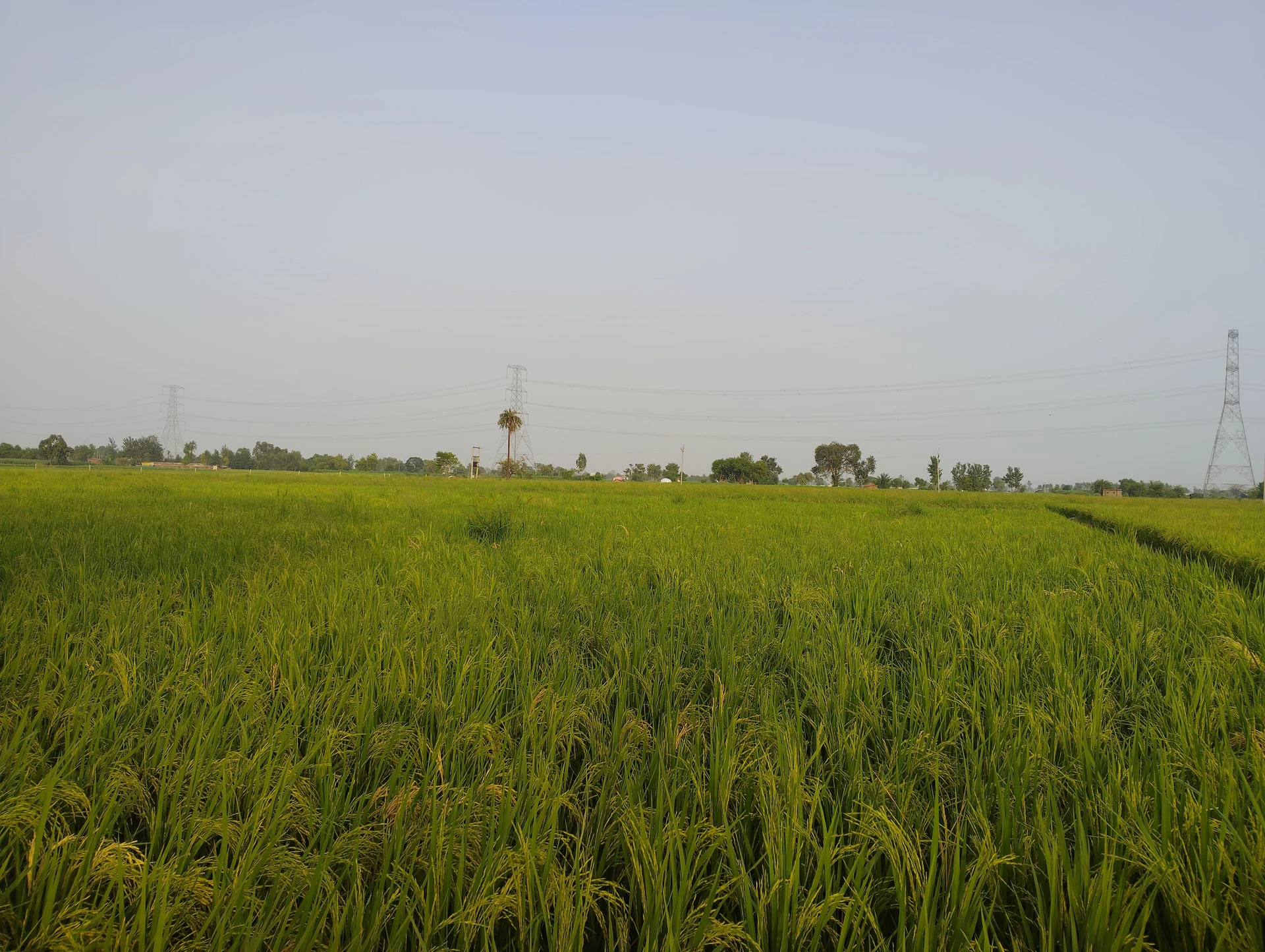 Ganwari, Uttar Pradesh, India