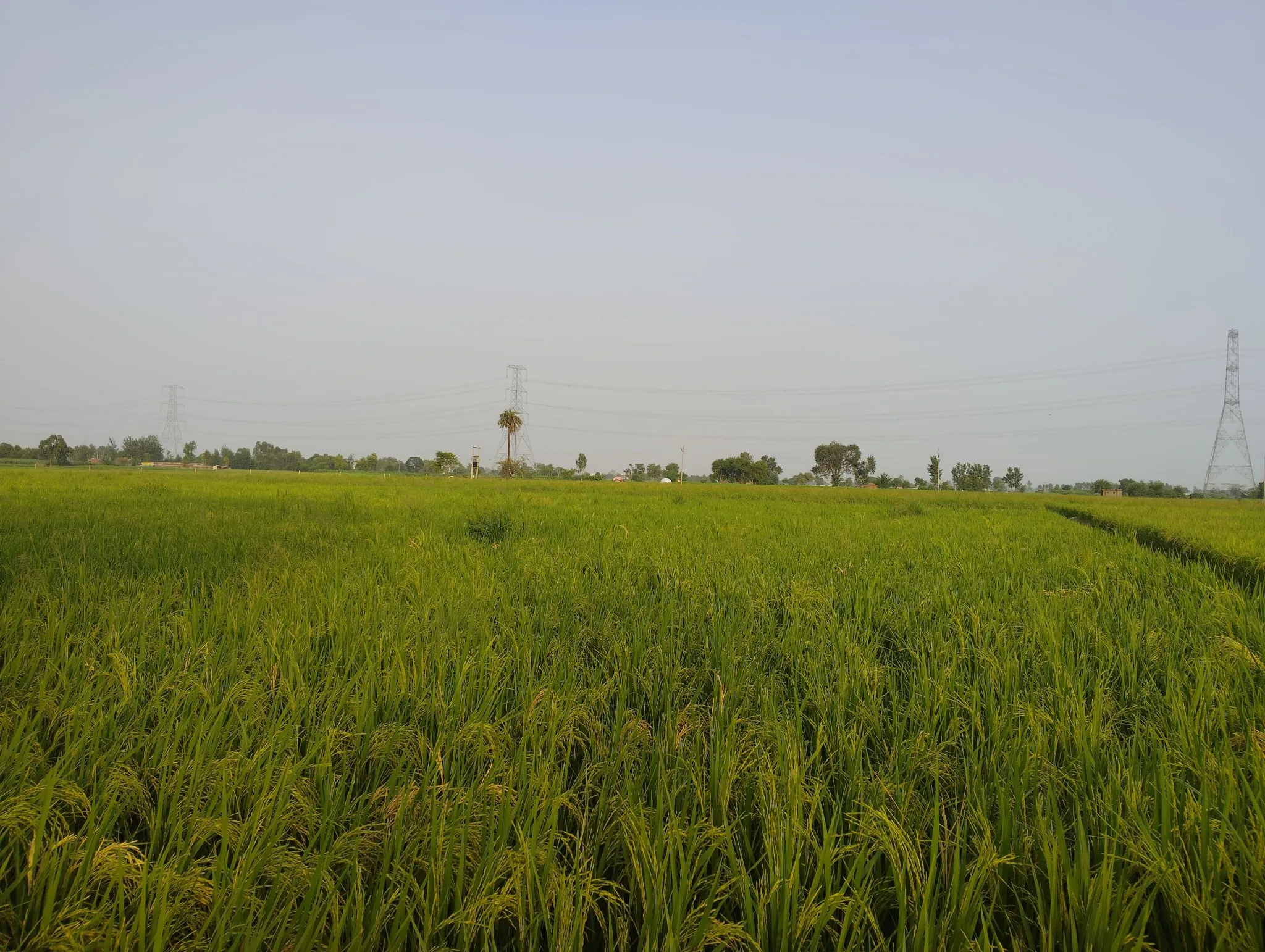 Ganwari, Uttar Pradesh, India - Photo 2