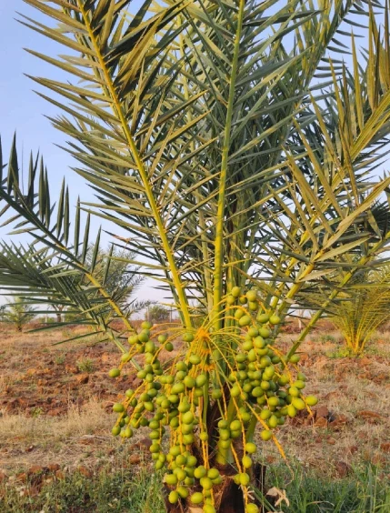 Wasar, Sangareddy, Telangana 502286, India preview 2