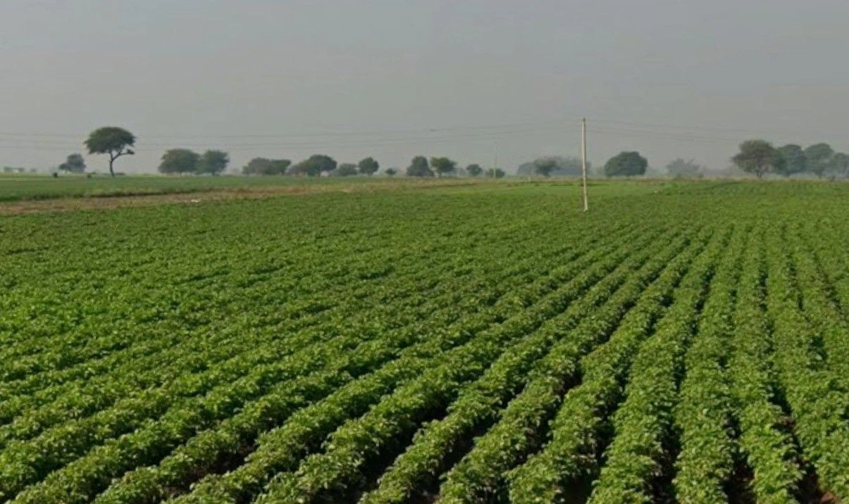 Songir, Madhya Pradesh, India