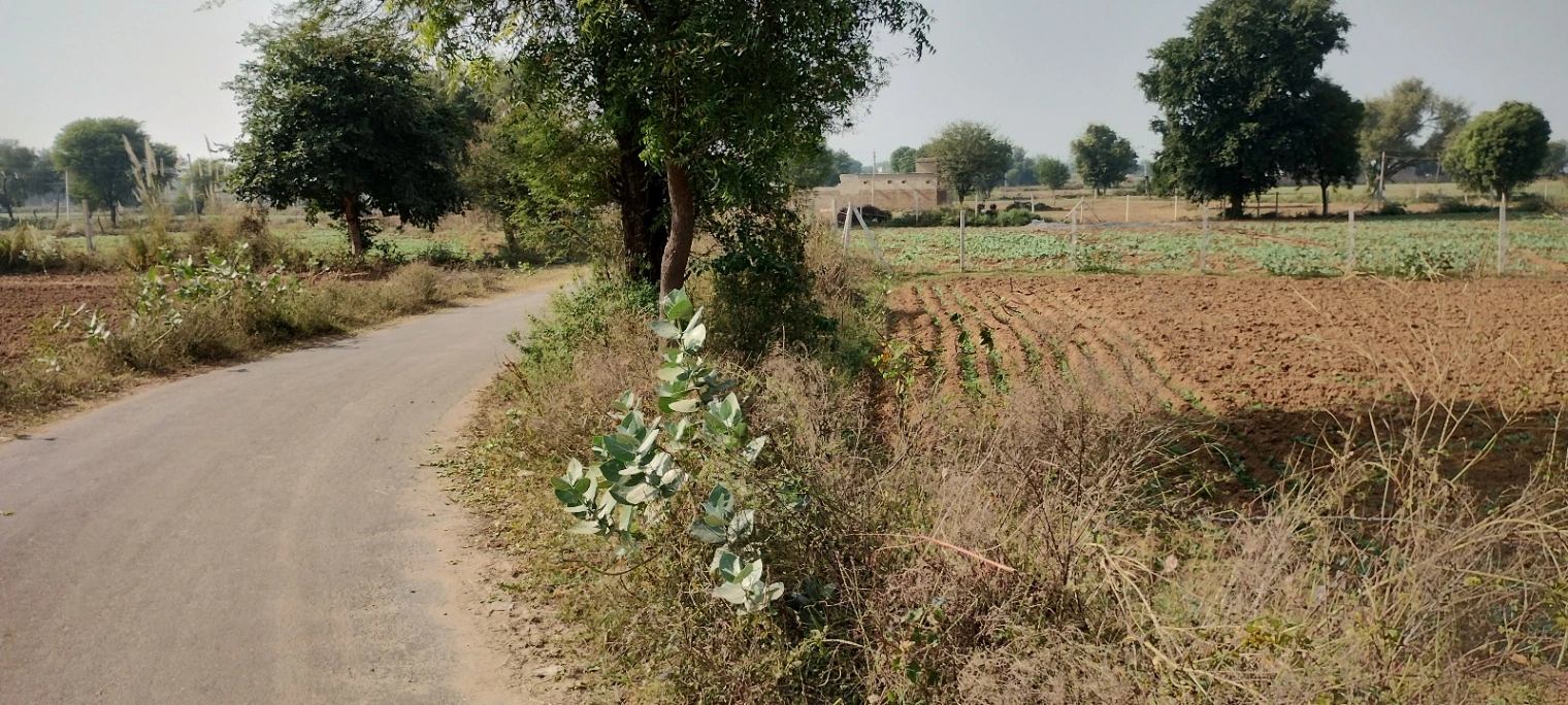 Kerwawal, Rajasthan, India