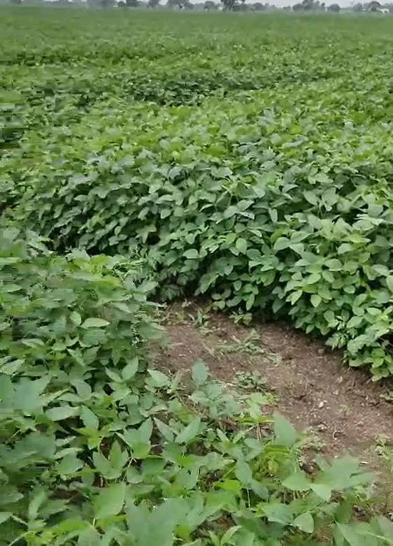 Aroda, Khargone, Madhya Pradesh 451115, India