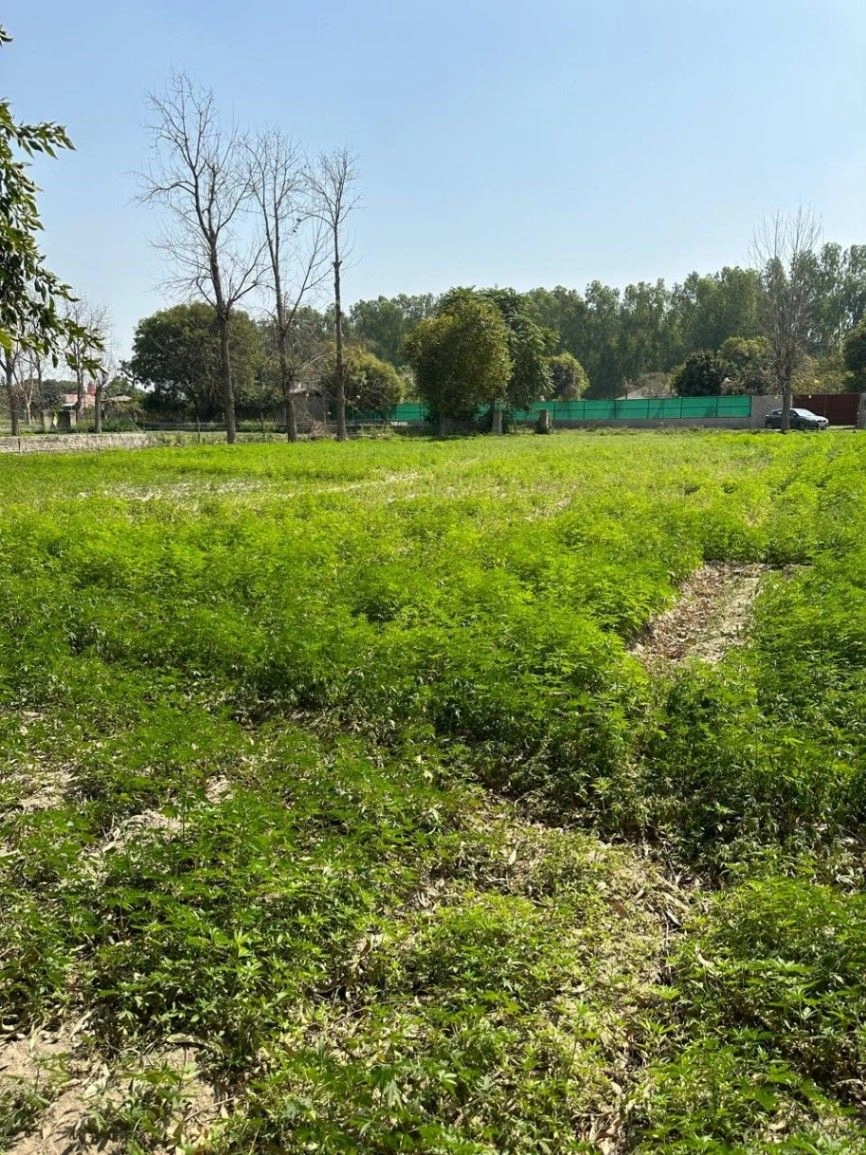 Dahrauli, Mathura, Uttar Pradesh 281405, India