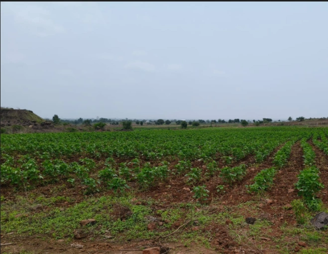 6J8V+HH Najarpur, Madhya Pradesh, India