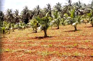 XMFW+Q2 Nitre, Karnataka, India preview 2