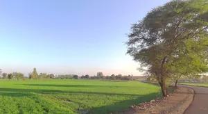 Suraiya, Madhya Pradesh 483105, India preview 3