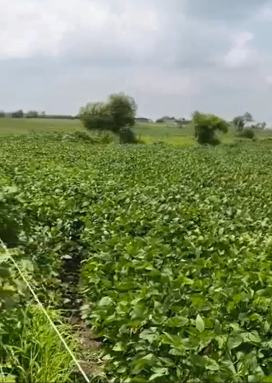 872V+89C, Patiala, Rajgarh, Punjab 147007, India