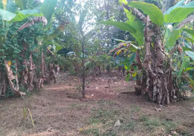 XH89+JFR, Thottumkalpeedika, Muvattupuzha, Kerala 686673, India preview 3