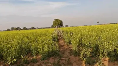 9R7C+2P Maujpur, Rajasthan, India preview 2