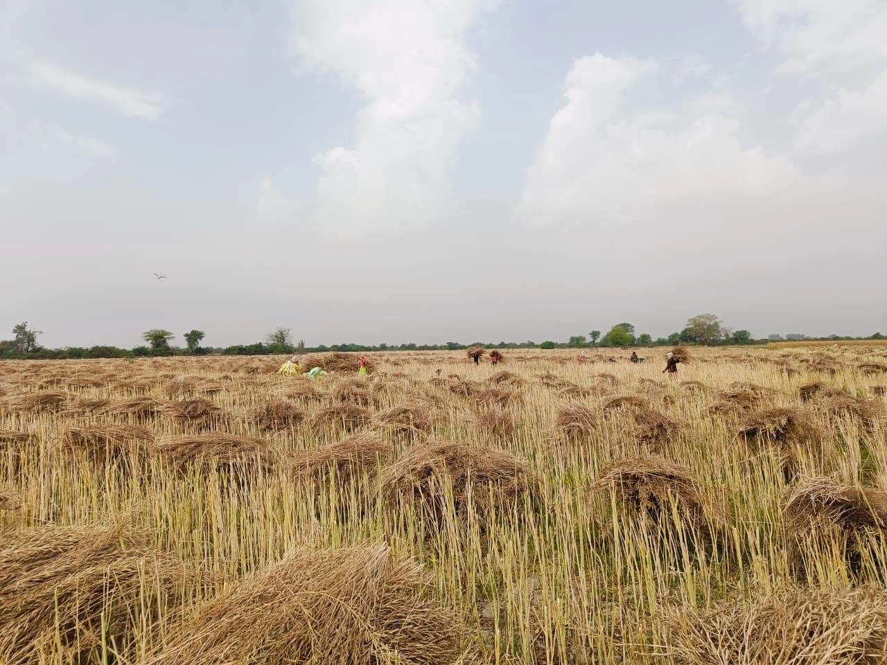 Gharwari, Rajasthan 321201, India