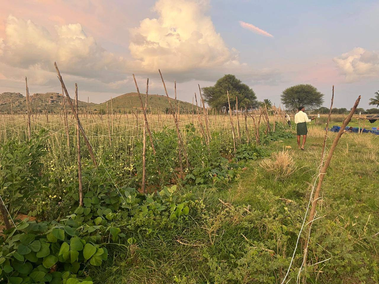 XX93+R8 Tangedukunta, Andhra Pradesh, India