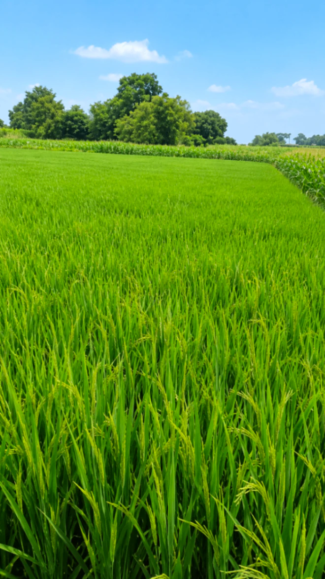 Bartauli, Bulandshahr, Uttar Pradesh 203131, India