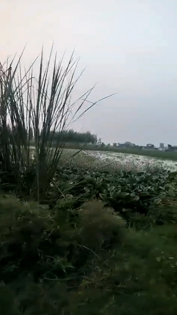 52GQ+PH Latifpur, Meerut, Uttar Pradesh, India