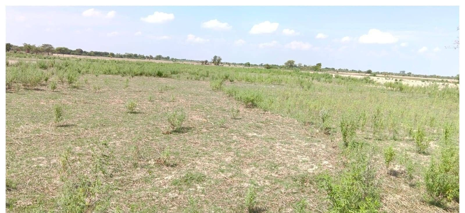 P7J8+R7 Sarairasi Manjha, Ayodhya, Uttar Pradesh, India