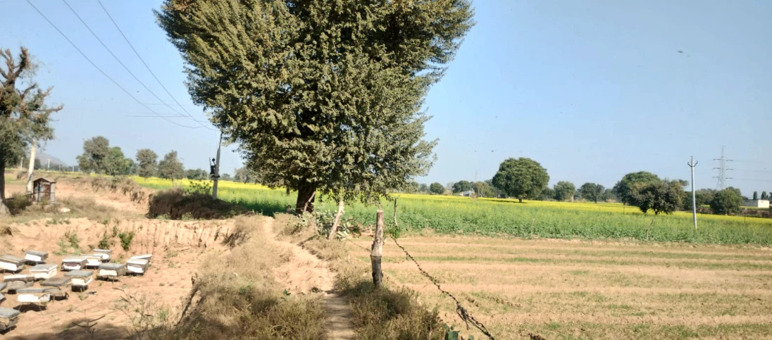 Chohan, Punjab 143149, India